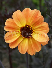dahlia
